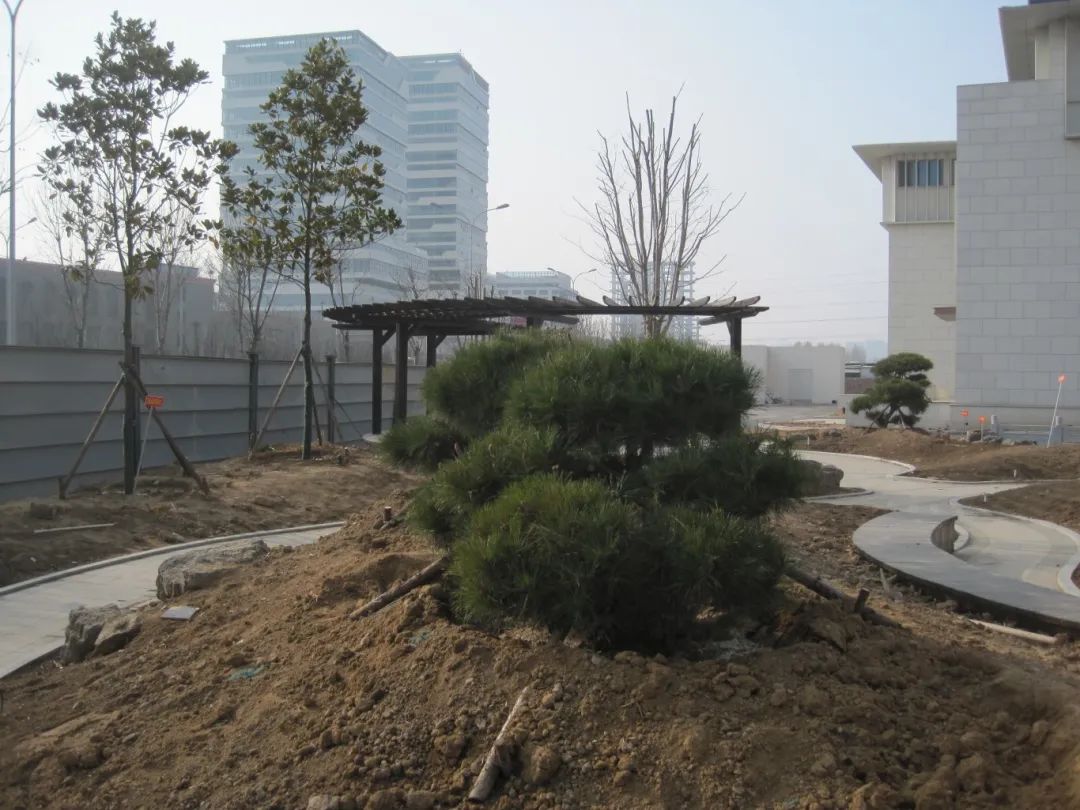 热火朝天植树现场