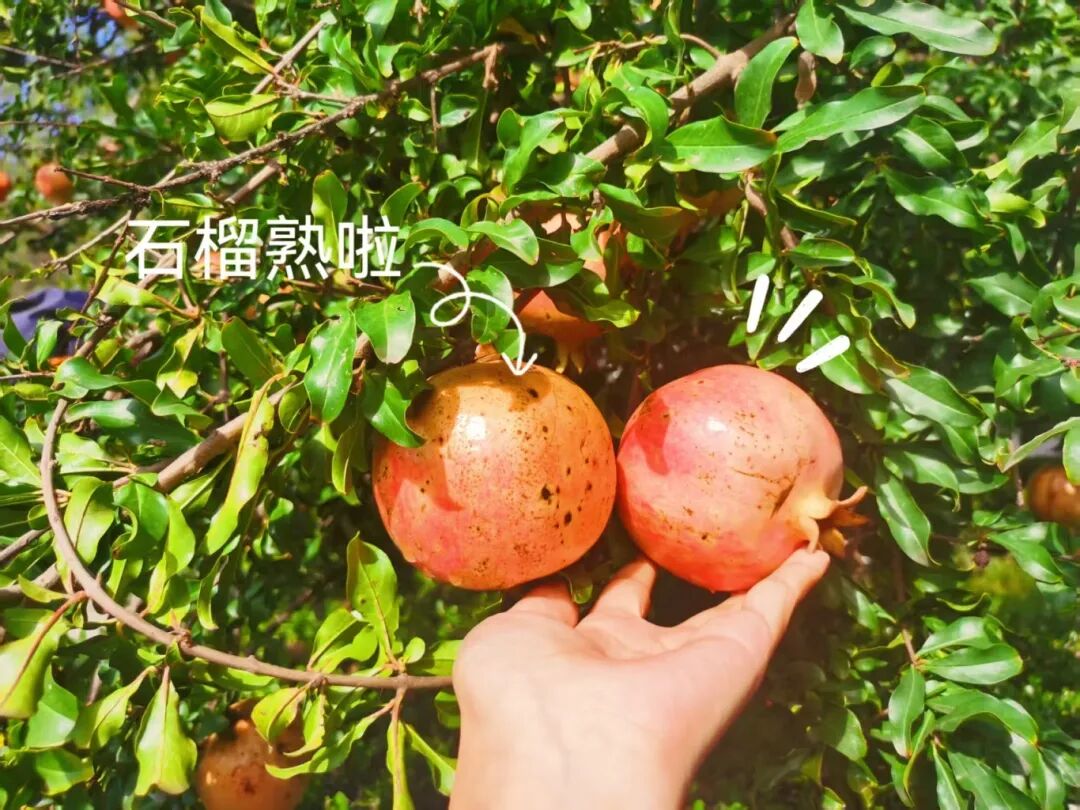 共享采摘乐趣，共庆丰收喜悦