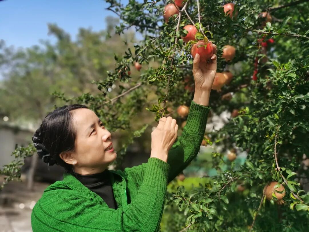 采摘喜悦