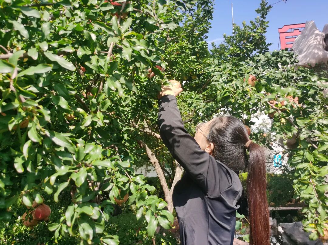 采摘喜悦